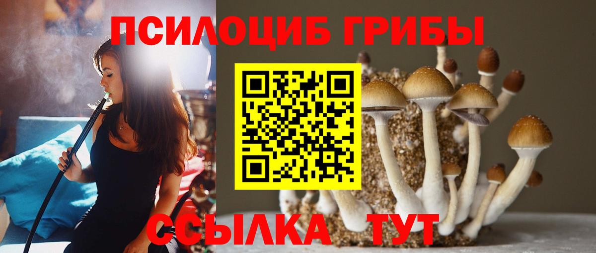 Сосновоборск  Псилоцибиновые грибы Psilocybe  Вход с VPN 